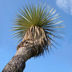 Yucca Tree